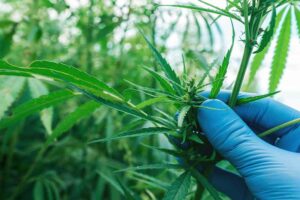 Empresa catarinense fatura R$ 1 milhão ao oferecer cursos de capacitação sobre cannabis medicinal